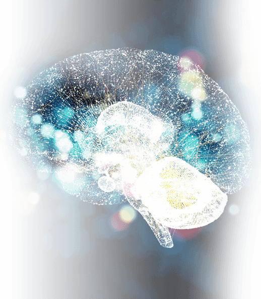 Brain (1)-1